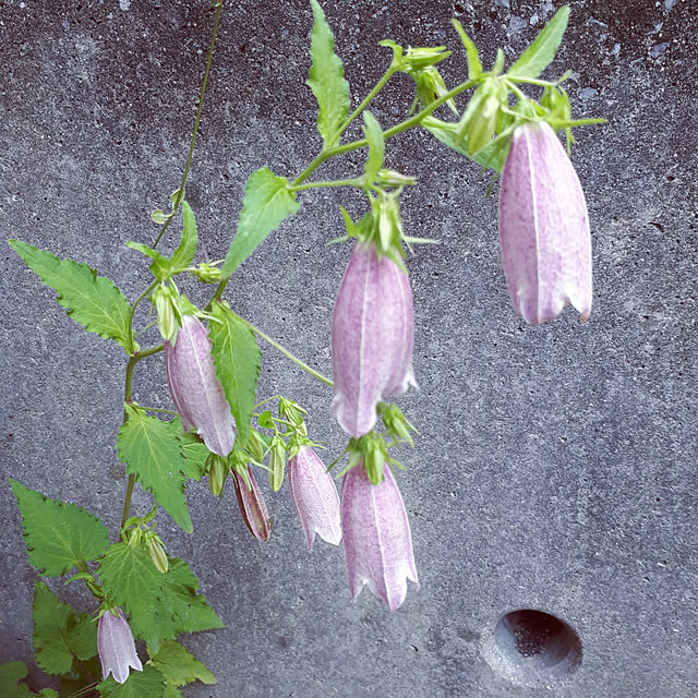 min_nimさんの実例写真