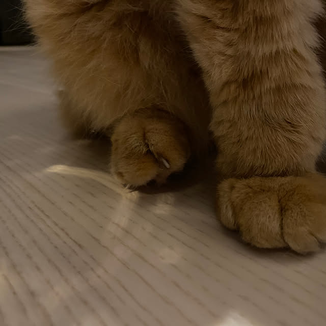 Mahoさんの部屋