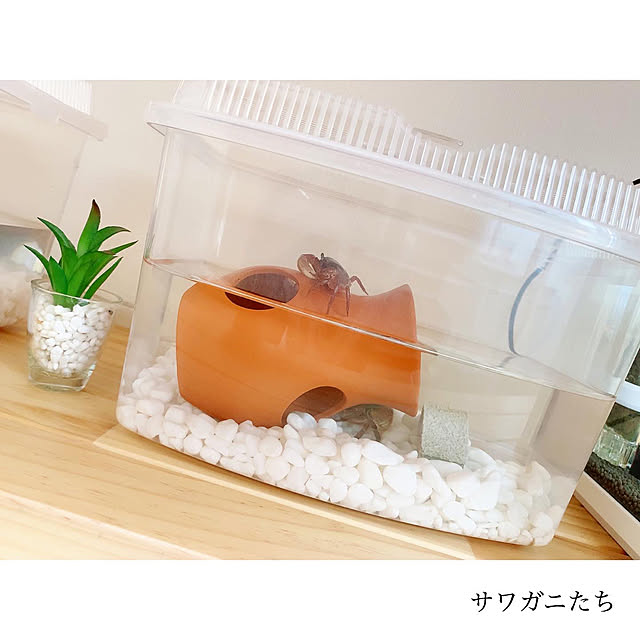 chaluさんの実例写真