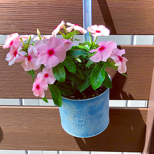 hinamamaさんの実例写真