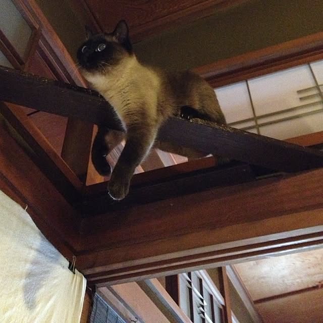 salyuさんの実例写真