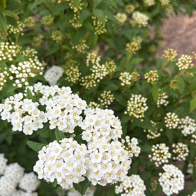 Kaeru-Mamaさんの部屋