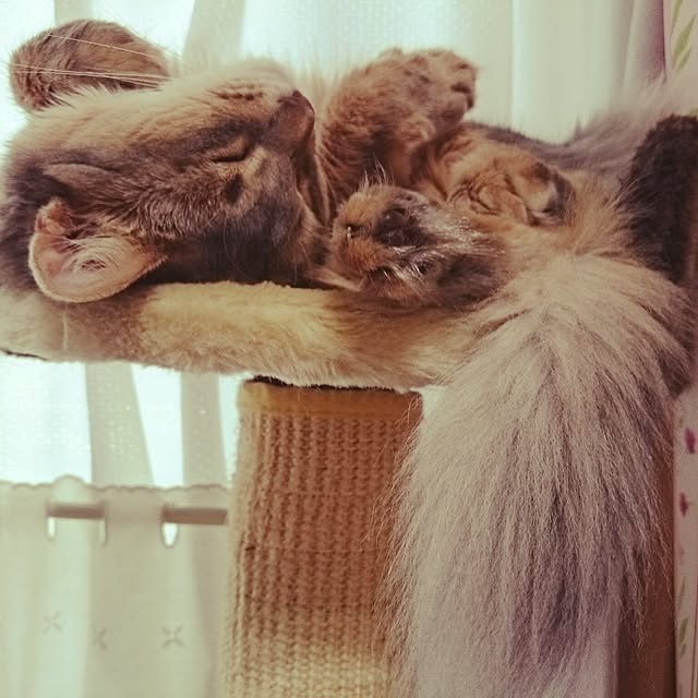 Ryoさんの実例写真