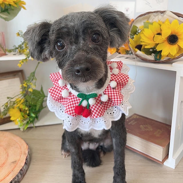 Chipさんの実例写真