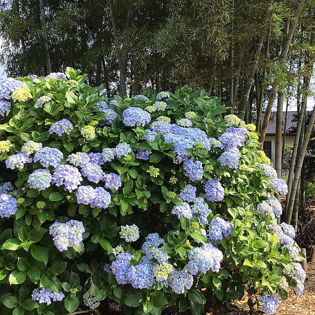 houenさんの実例写真