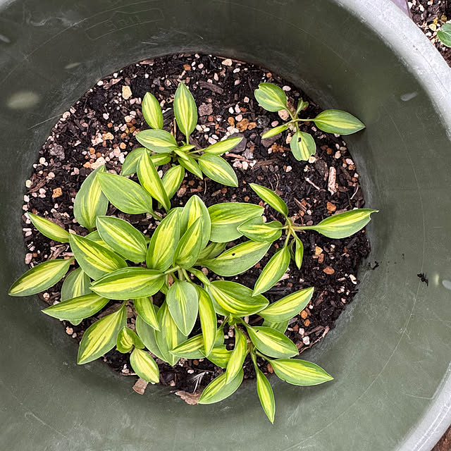 mamizaさんの部屋