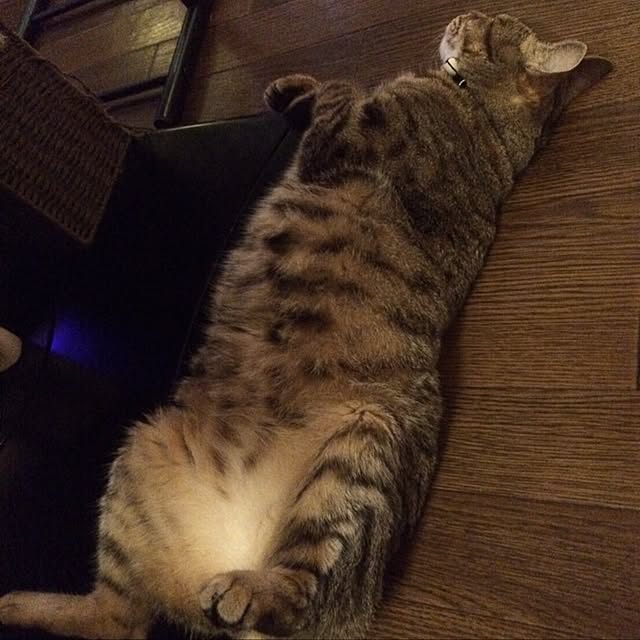 shinさんの実例写真