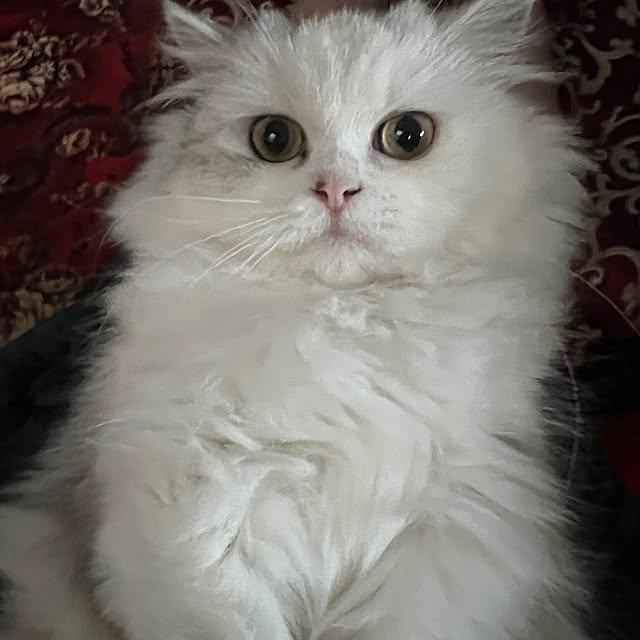 AYUKOさんの実例写真