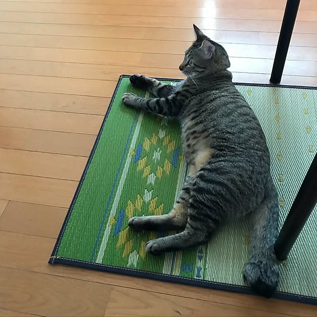 mikan161さんの実例写真