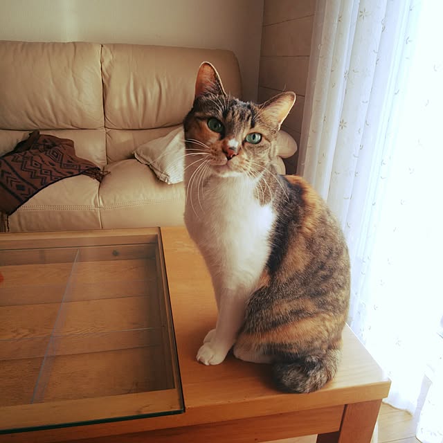 tomo1220さんの実例写真