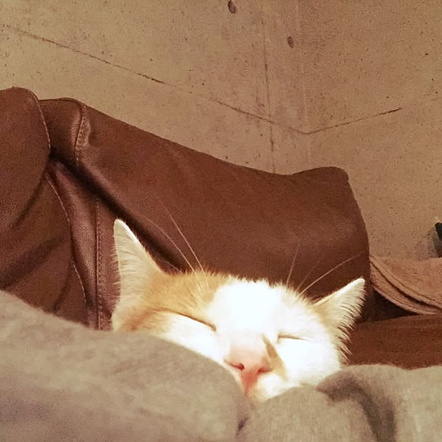 ziziguguさんの実例写真