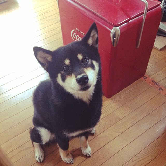 MARIさんの実例写真