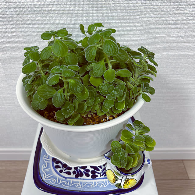 yoyoyoさんの部屋