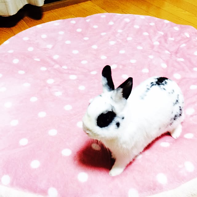 siousagiさんの実例写真