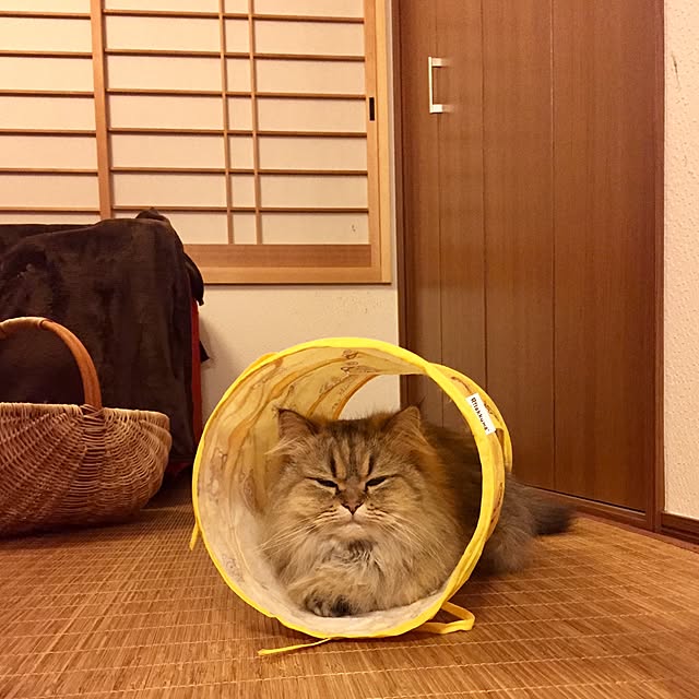 butachanさんの実例写真