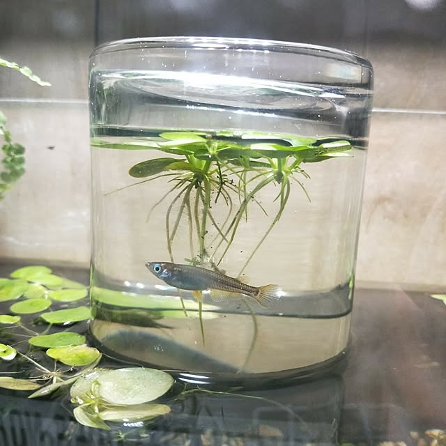 opiopiopiさんの実例写真
