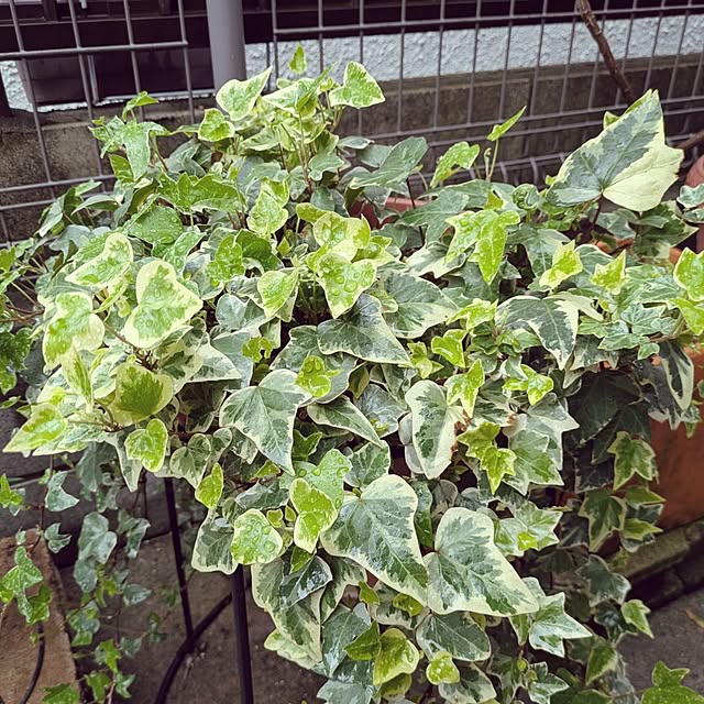 Shion+さんの部屋