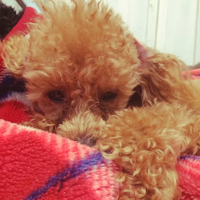 natulove0418さんの実例写真
