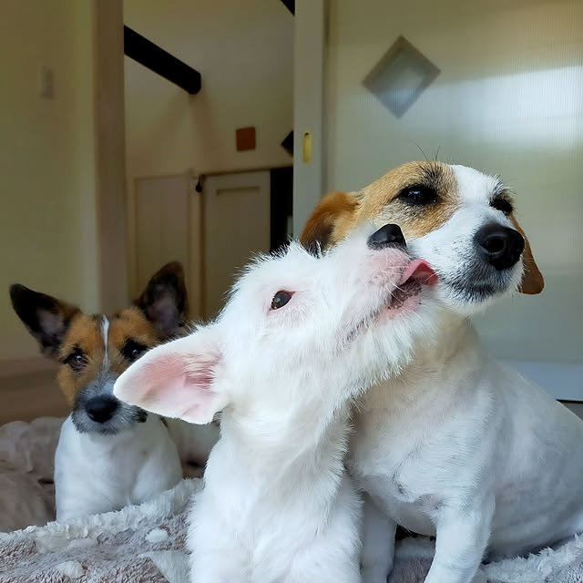 mio_ibu_1106さんの実例写真