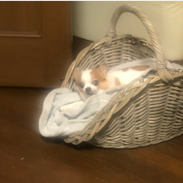 cocoさんの部屋