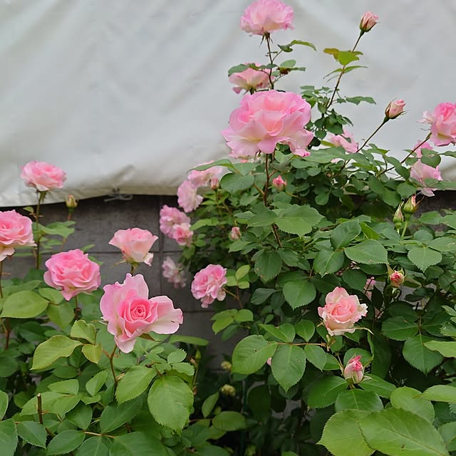 fleur-mamanさんの実例写真