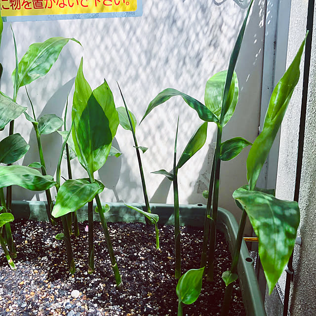 hanachanさんの部屋