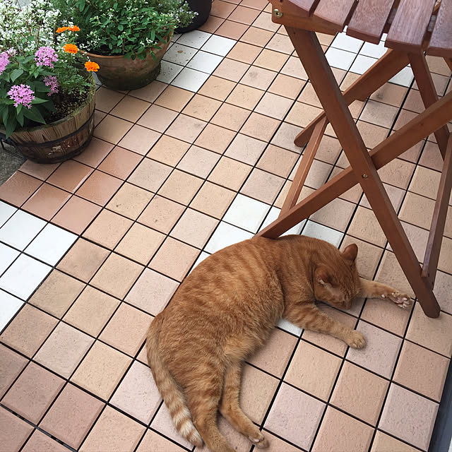 sleptcatさんの部屋