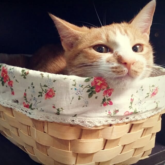 magnanimousさんの実例写真