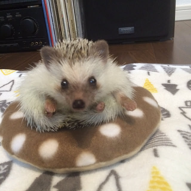 mieさんの実例写真