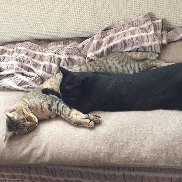 yuki0511さんの実例写真