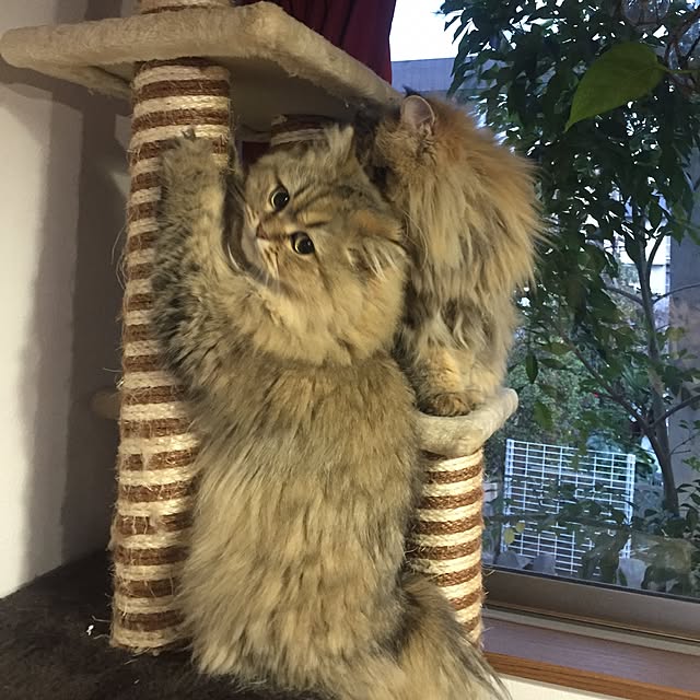 butachanさんの実例写真