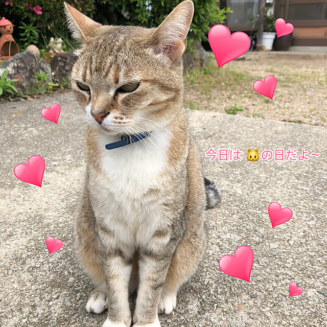 koyuriさんの実例写真