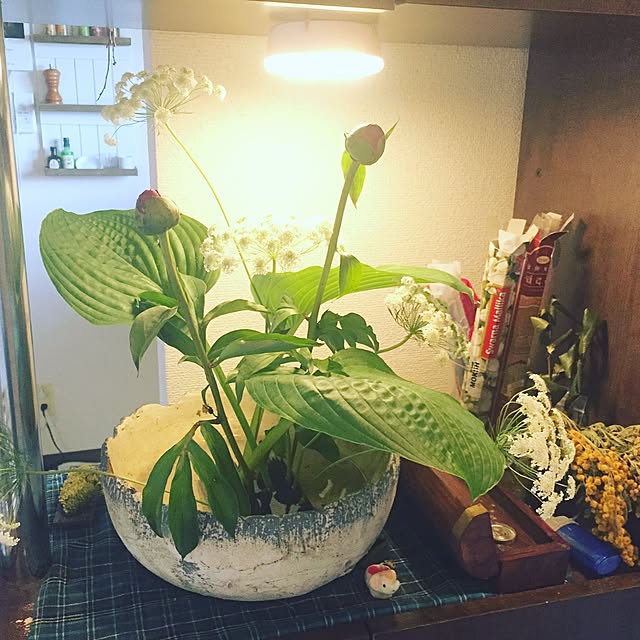 sapiniaさんの実例写真