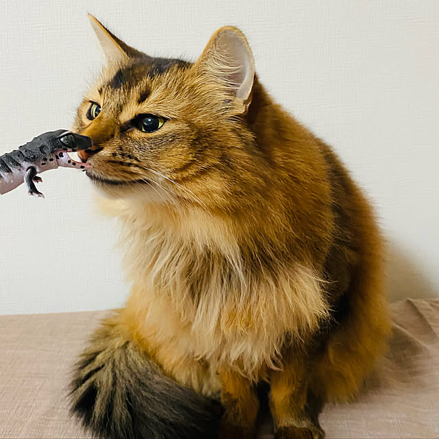 yuri.sさんの実例写真