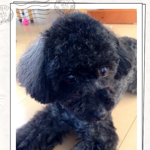 mini_mayさんの実例写真