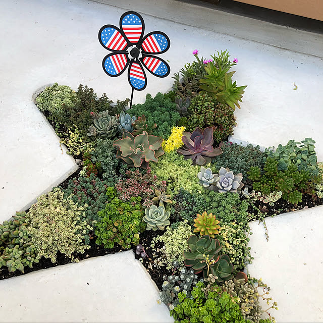 多肉植物/ガーデニング/玄関/入り口のインテリア実例 - 2019-09-15 22:52:31