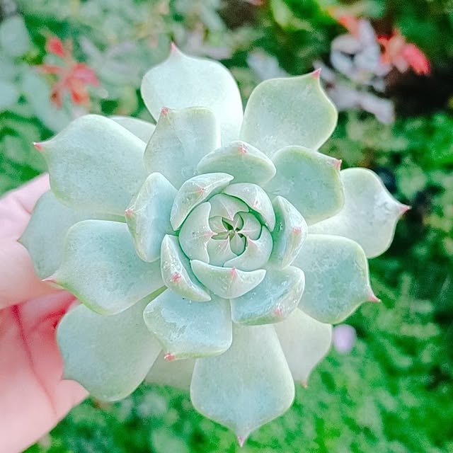 Hanakaさんの部屋