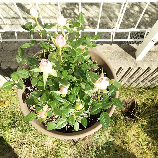 yukinkoさんの実例写真