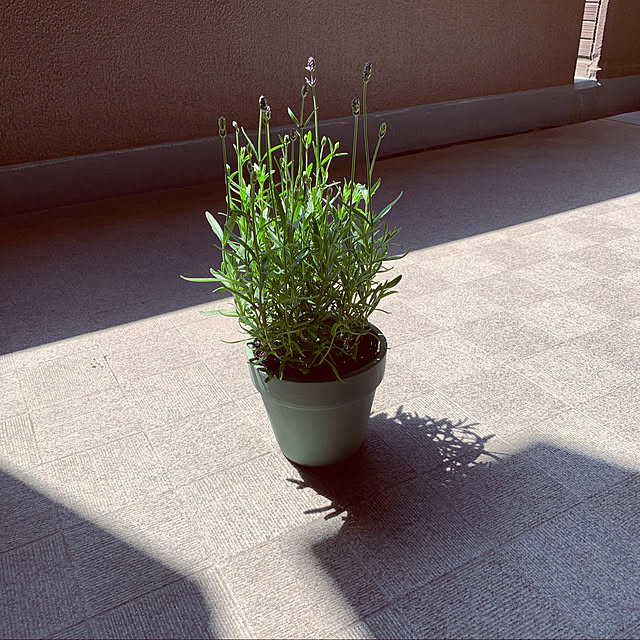 Kauyuさんの実例写真