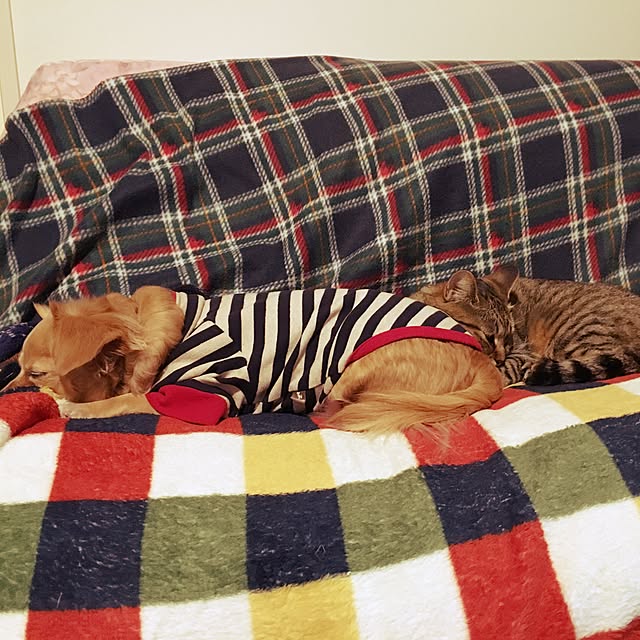 ayapiiiiceさんの実例写真