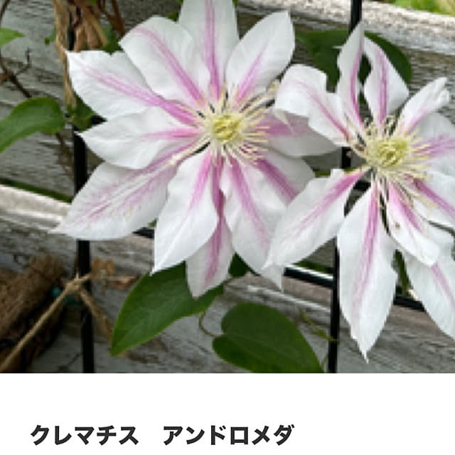 sukkorobiさんの部屋
