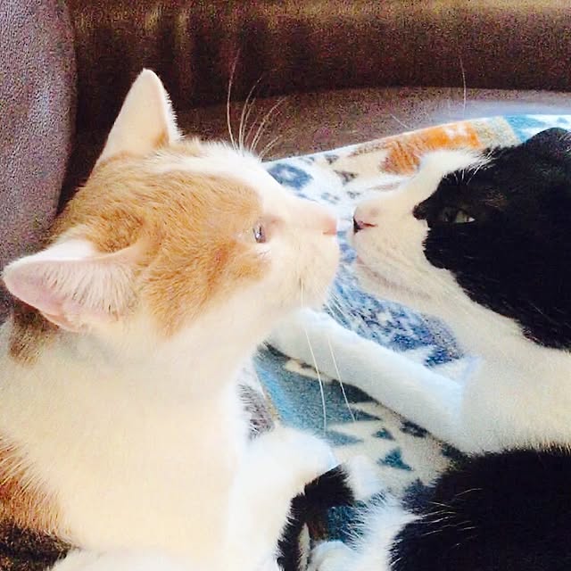 ziziguguさんの実例写真