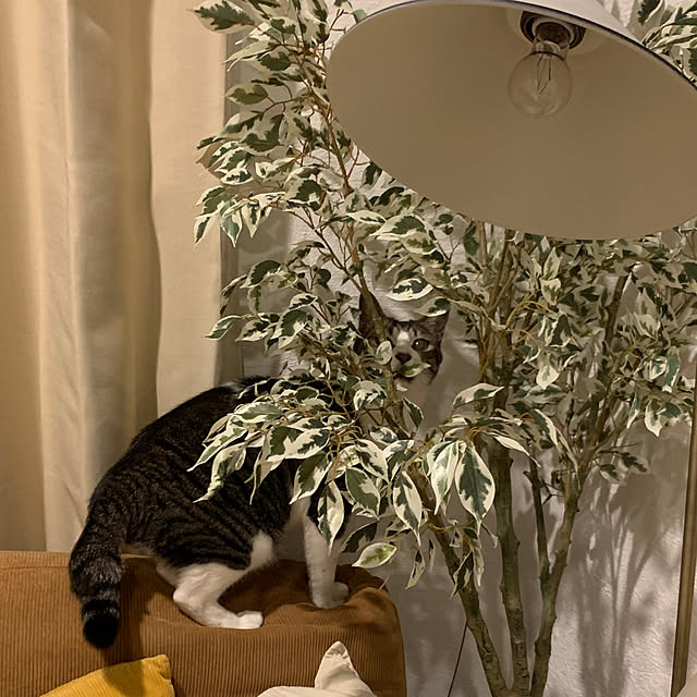 実例写真