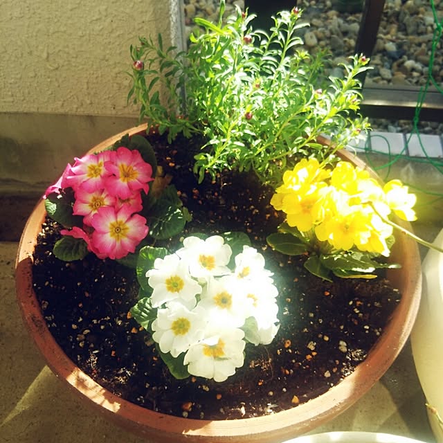 玄関/入り口/賃貸/植物のインテリア実例 - 2015-01-28 12:24:48
