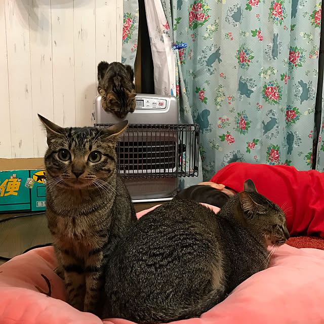 pepeさんの実例写真