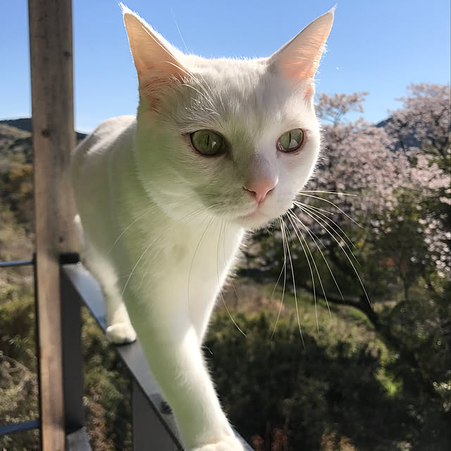 sakurasakuさんの実例写真