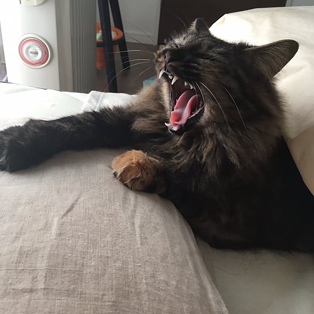 mikomaruさんの実例写真