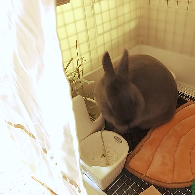 Marumoさんの実例写真