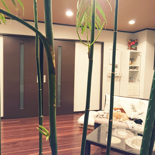 cocosorasakuさんの実例写真
