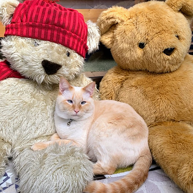 mohhaさんの実例写真